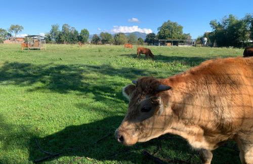 Agriturismo Corte Bonetti - Foto 28