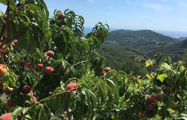 Agriturismo LaValleggia - Foto 34