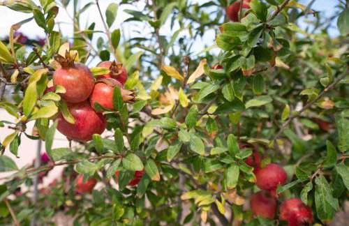 Bird Nest-Santorini Cave houses - Foto 32