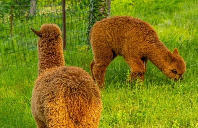 Alya Kartepe Villa Hotel - Foto 63