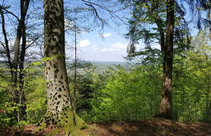 Schillerstüble - Foto 19