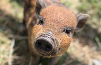 Monte da Rochela - Foto 15