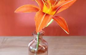 La campagne à la ville - Photo 25