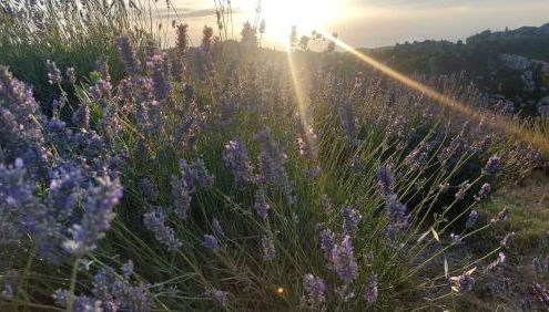 Villa Sainte Victoire - Foto 4, Garden
