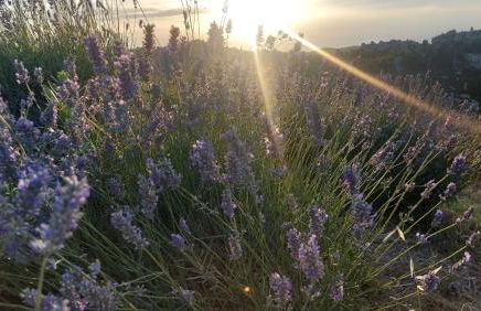 Villa Sainte Victoire - Foto 4