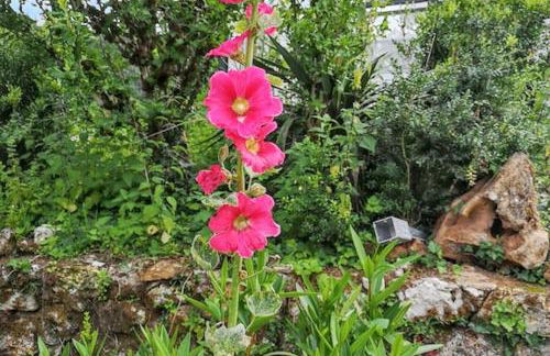 Maison de charme à Brantôme en Périgord avec piscine partagée - Foto 41