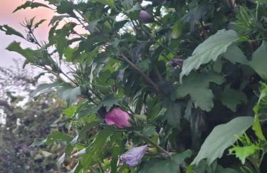 Beaujolais - Maison pierres dorées - Foto 39