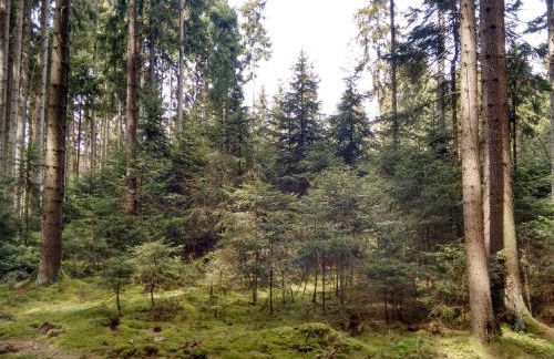 Austragshaus Almbranz - Foto 39