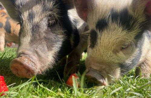 Ruby's Retreat! Farm Stay! North devon! Sleeps 6! Beaches Exmoor! - Foto 7