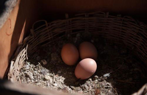 Can Ferrer - Foto 33