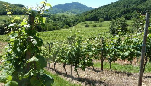 Gitzelbrunnen - Foto 4