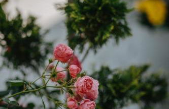 Haus Bergfrieden - Foto 47