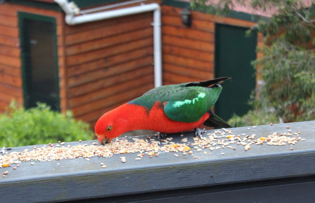 Bells Estate Great Ocean Road Cottages - Foto 42