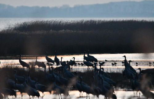 Ferienwohnung Boddenliebe - Foto 42