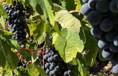 Podere Bellavista - Foto 94