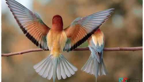 PETTOCANNELLA - Foto 4