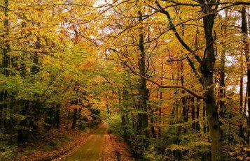 Forreset - leśny reset - Foto 30