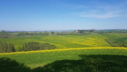 Gli Ulivi di Siena 2 - Foto 1