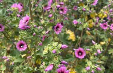 T2 appartment with sea view and swimmimg pool. - Foto 28