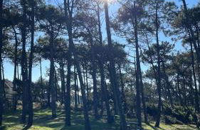 Lanas Natura - Foto 14