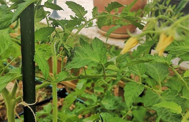 Villa Mendula Trogir - Luxury villa by the beach - heated pool - lush green garden - Photo 75