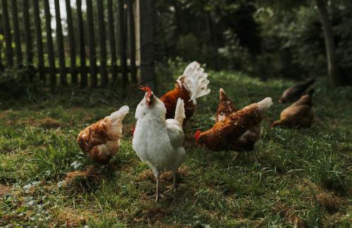 Familienhof Waida - Foto 23