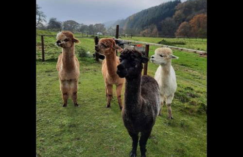 Owl Cabin - Photo 27