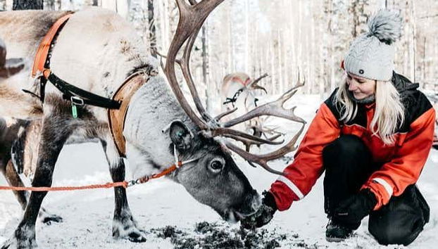 Alimentando uma rena