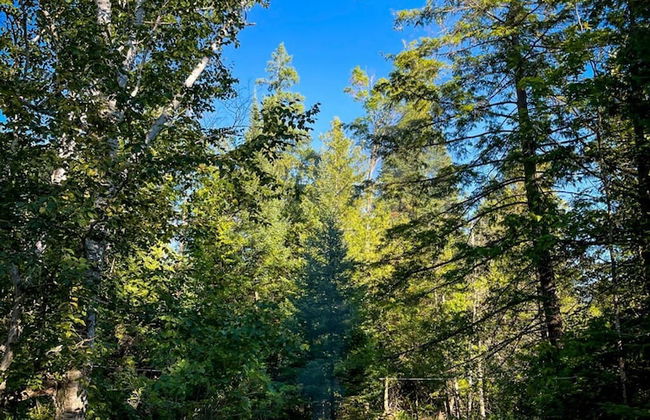 Firefly Lodge! Boardman River! Hot Tub! Woodstove! - Foto 56