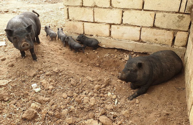 Agriturismo Duca Di San Martino - Photo 31