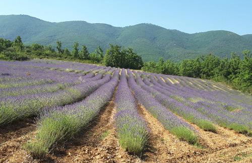 La Boissetane, maison provençale avec piscine et jardin, au pied du Luberon - Foto 40