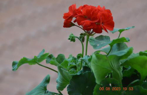 Gli appartamenti del Casino dei Civili - Foto 48