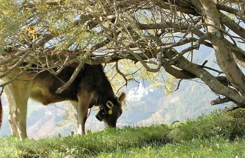 Morigglhof - Foto 14