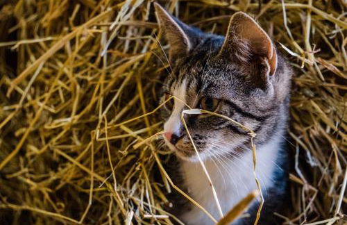 Ferienhof Ostarle - Foto 59