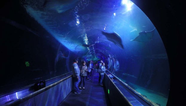 Admirando la fauna marina