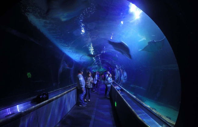 Entrada al Aquarium of the Bay - Foto 3