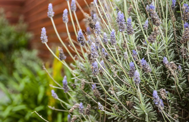 Healesville Apartments - Foto 33