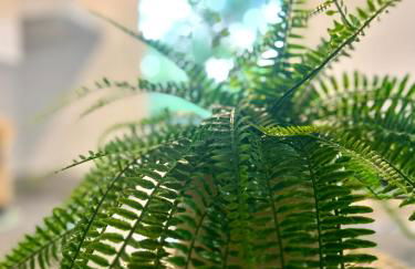 Le petit Apollon - T2 Climatisé - Photo 11