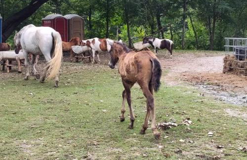 1 Large Bedrooms Estate Pool - Foto 23