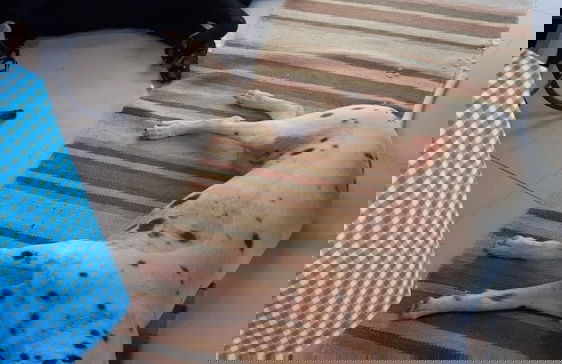 Andorinhas - Foto 38