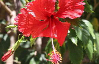 Turtle Bay Village - Foto 19