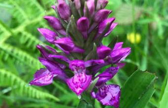 Belmont Chapel Cottage - Photo 21