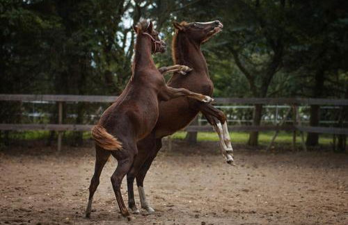 Kaiserhof Goldenbek - Foto 57