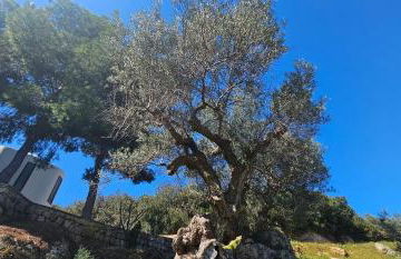 Peloponnese Hideout - Traditional stone house - Photo 79