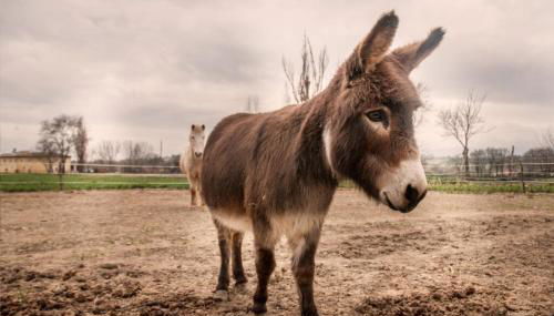Agriturismo Stovali Da Lustrinu - Foto 4