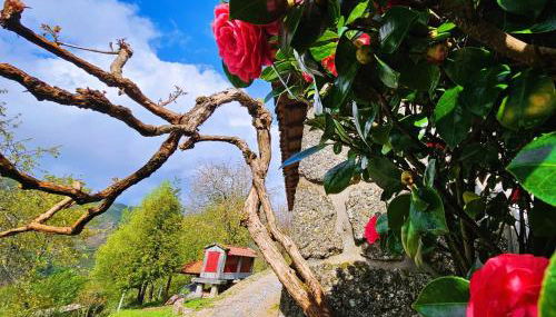 Casa das Cerejeiras - Foto 2