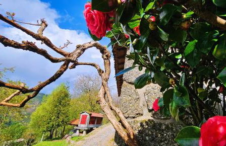 Casa das Cerejeiras - Foto 2