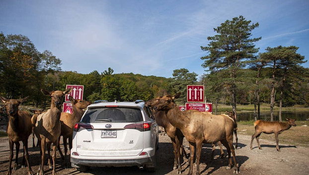 Algunos animales se acercarán al vehículo