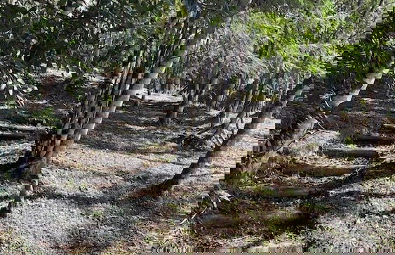 Vila Dravida - Foto 7