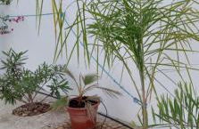 Casa Mimosa - Foto 30